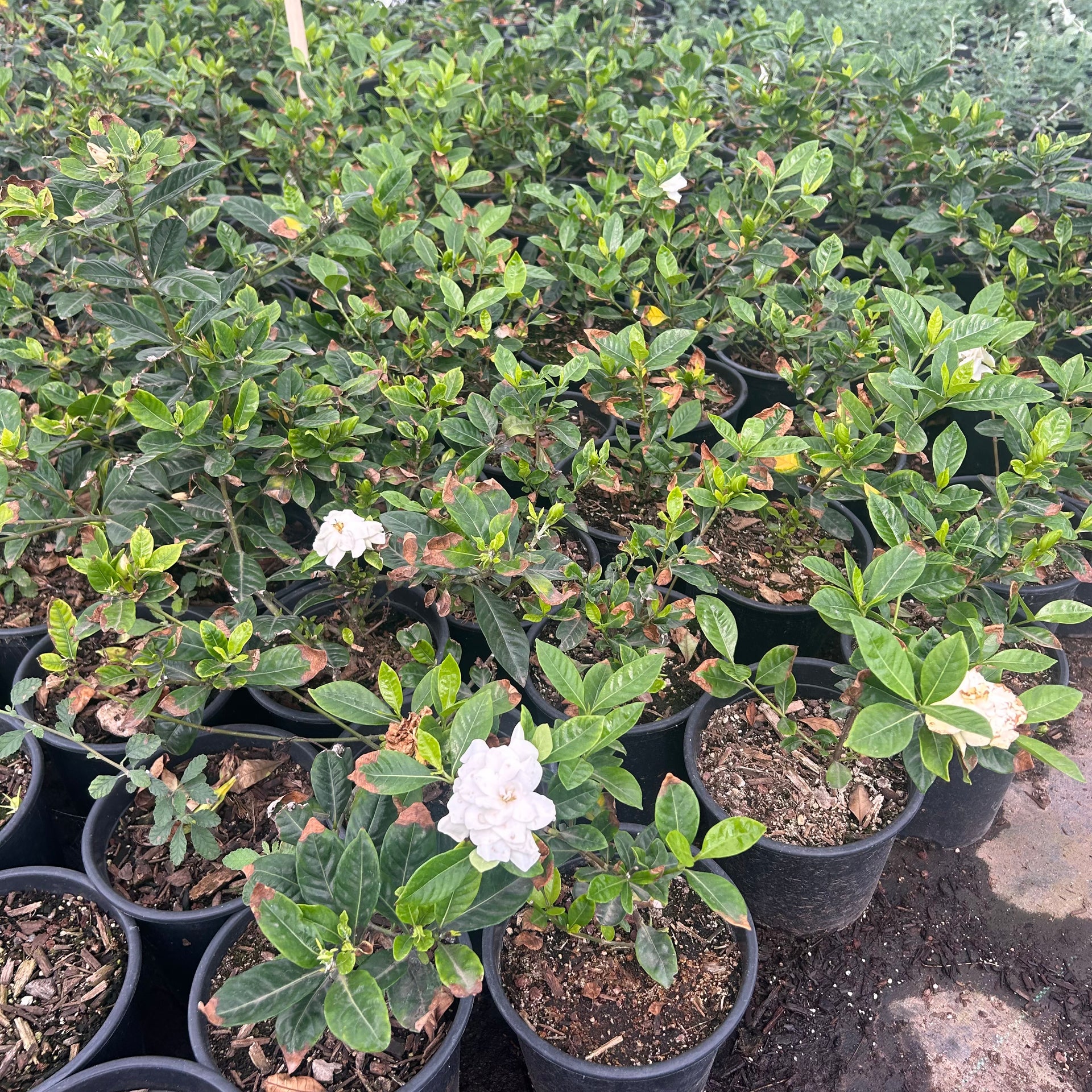 Buy Gardenia Phoenix, AZ | Gardenia jasminoides