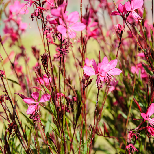 Gaura Pink