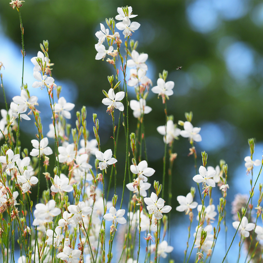 Gaura White