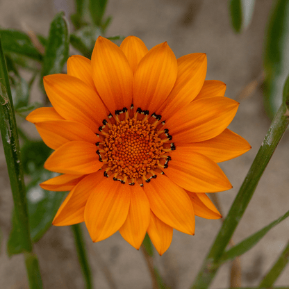 Orange Gazania (Gazania rigens) bright orange daisy-like flower close-up — Phoenix, AZ