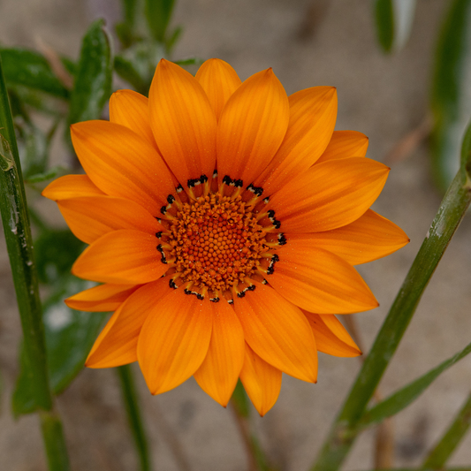 Gazania-Orange