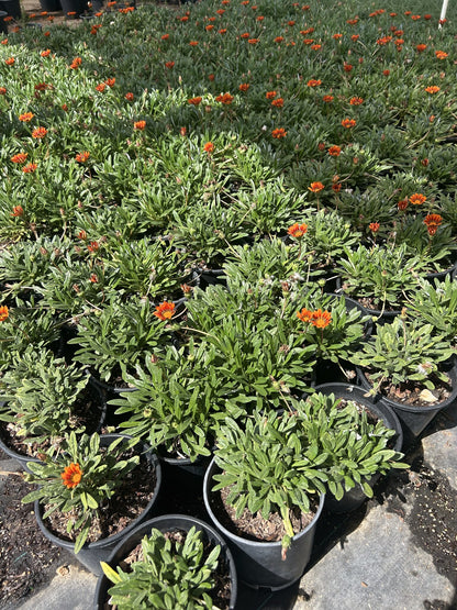 Gazania-Orange 1 Gallon