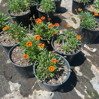 Gazania-Orange