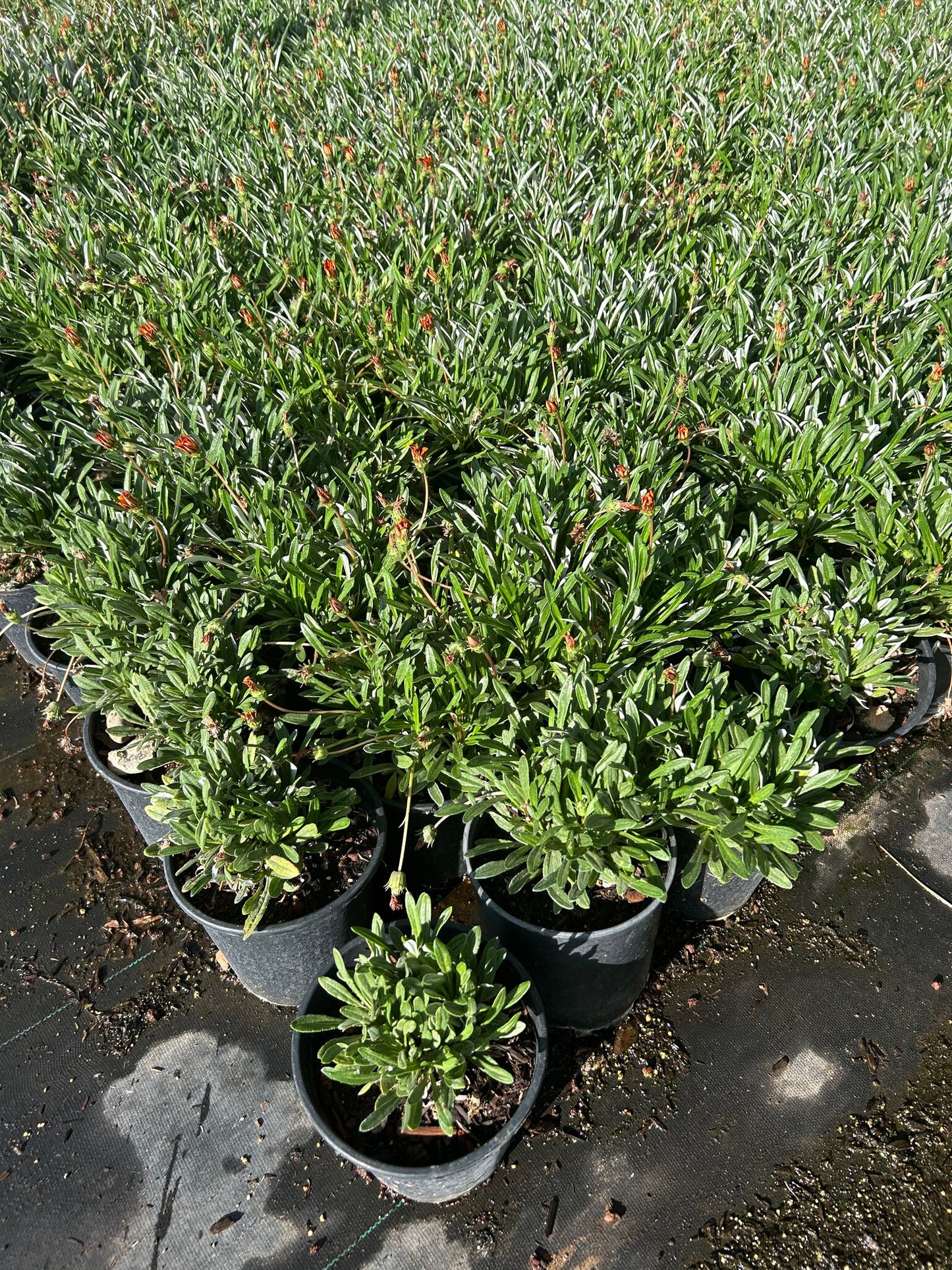 Gazania-Red