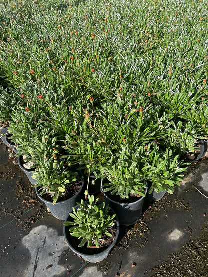 Gazania-Red