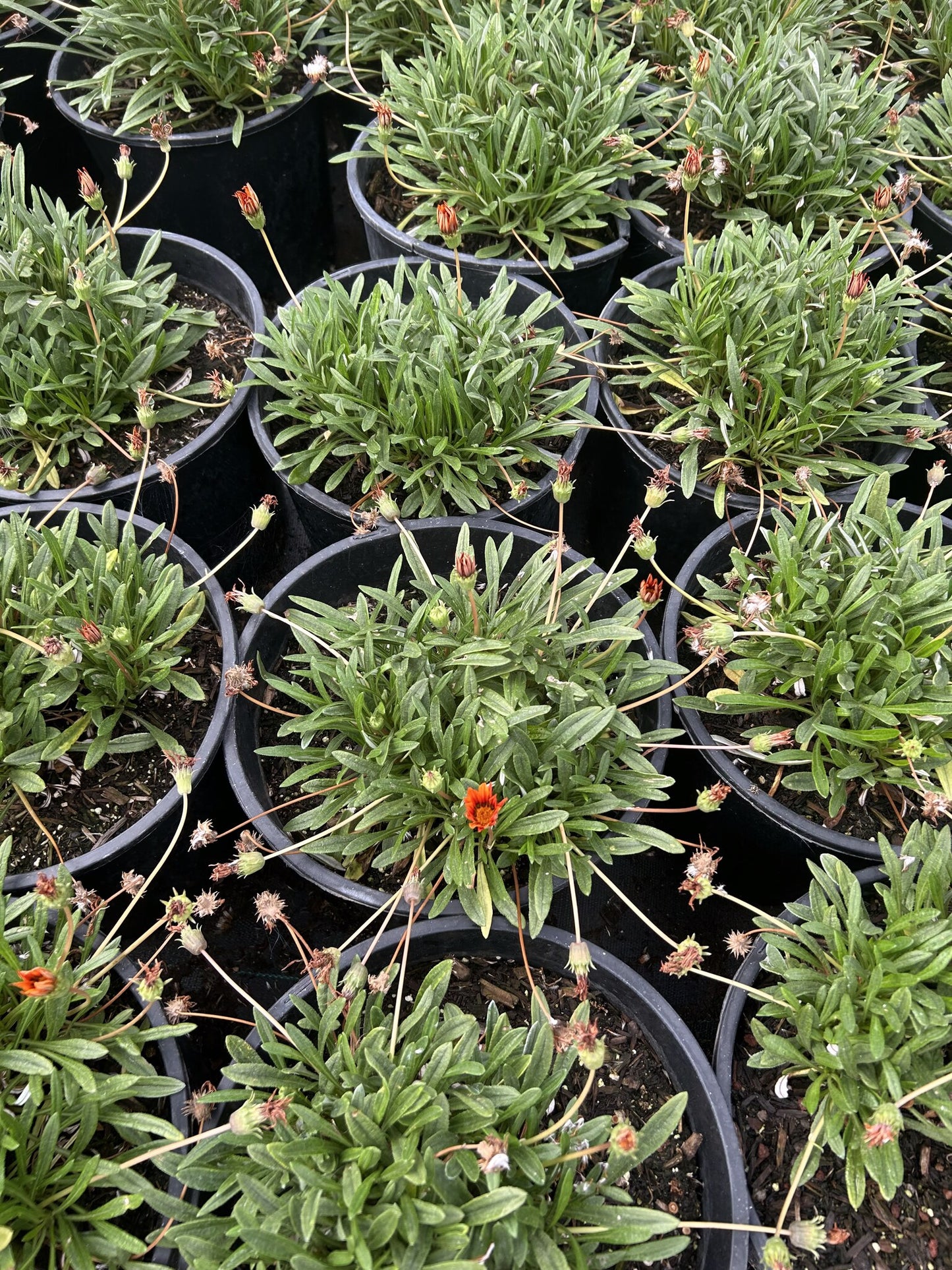 Gazania Red - 3/5 Gallon