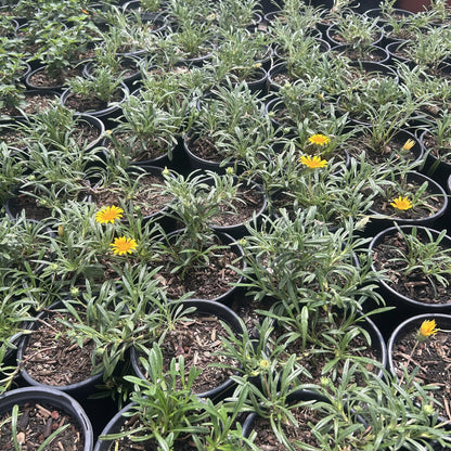 Gazania-Yellow 1 Gallon
