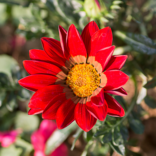 Gazania-Red