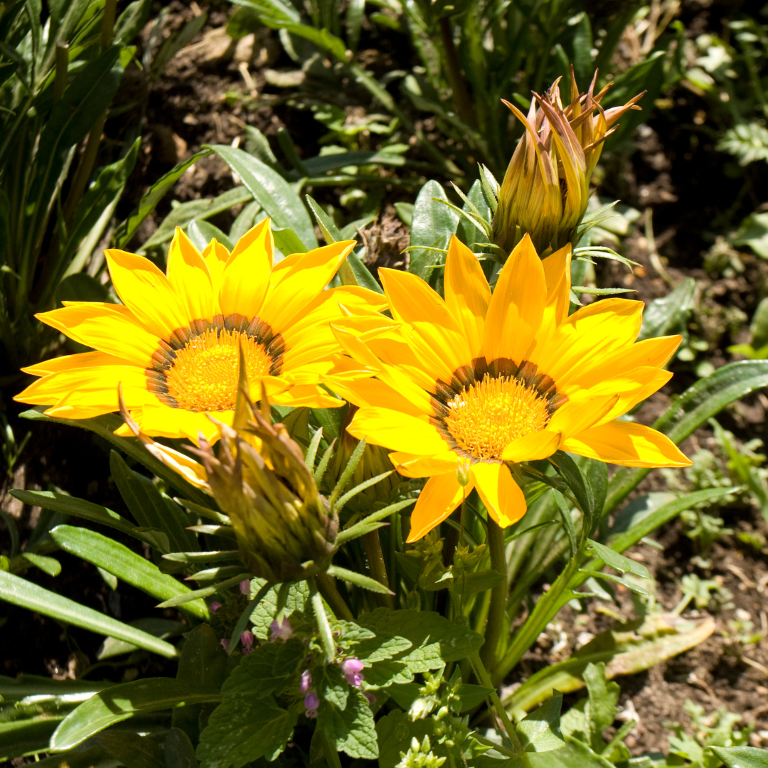 Gazania-Yellow