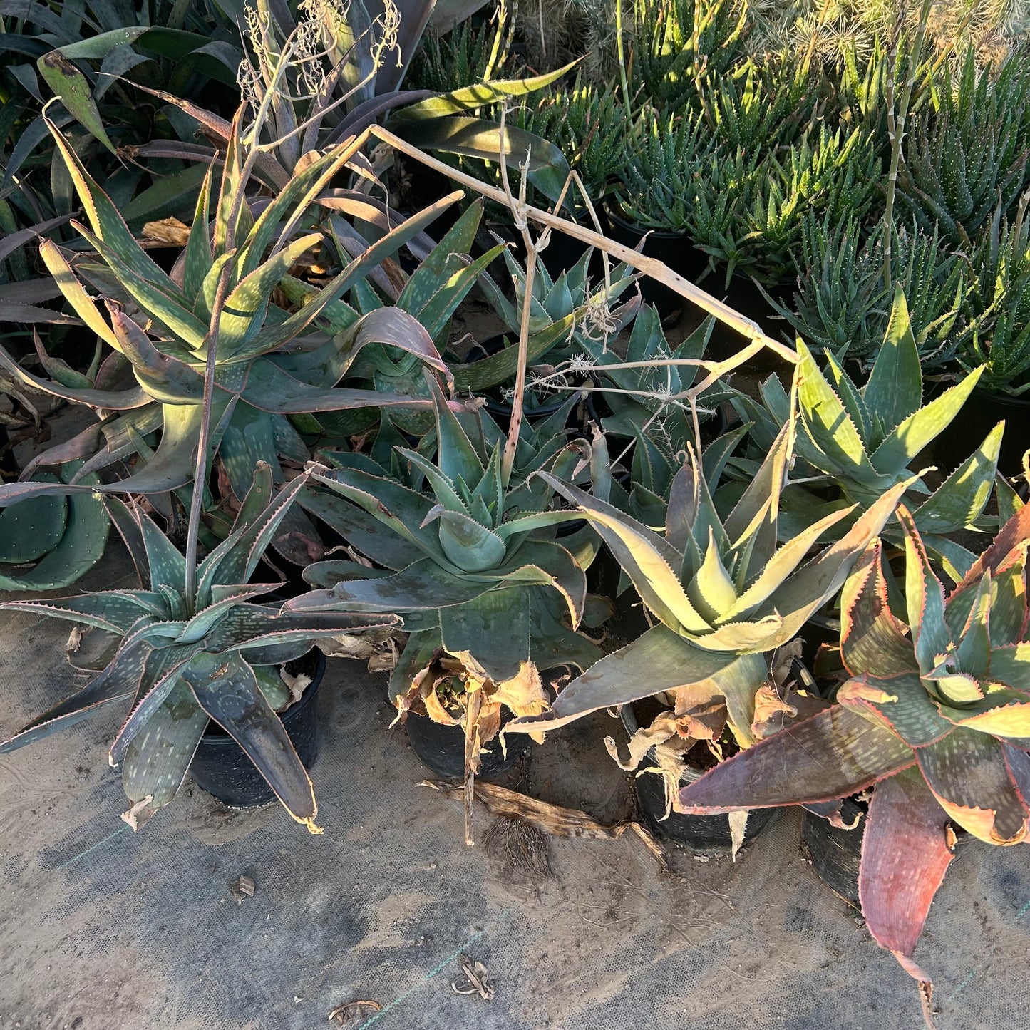 1 gallon Ghost Aloe (Aloe 'Ghost') in nursery pot — Phoenix, AZ