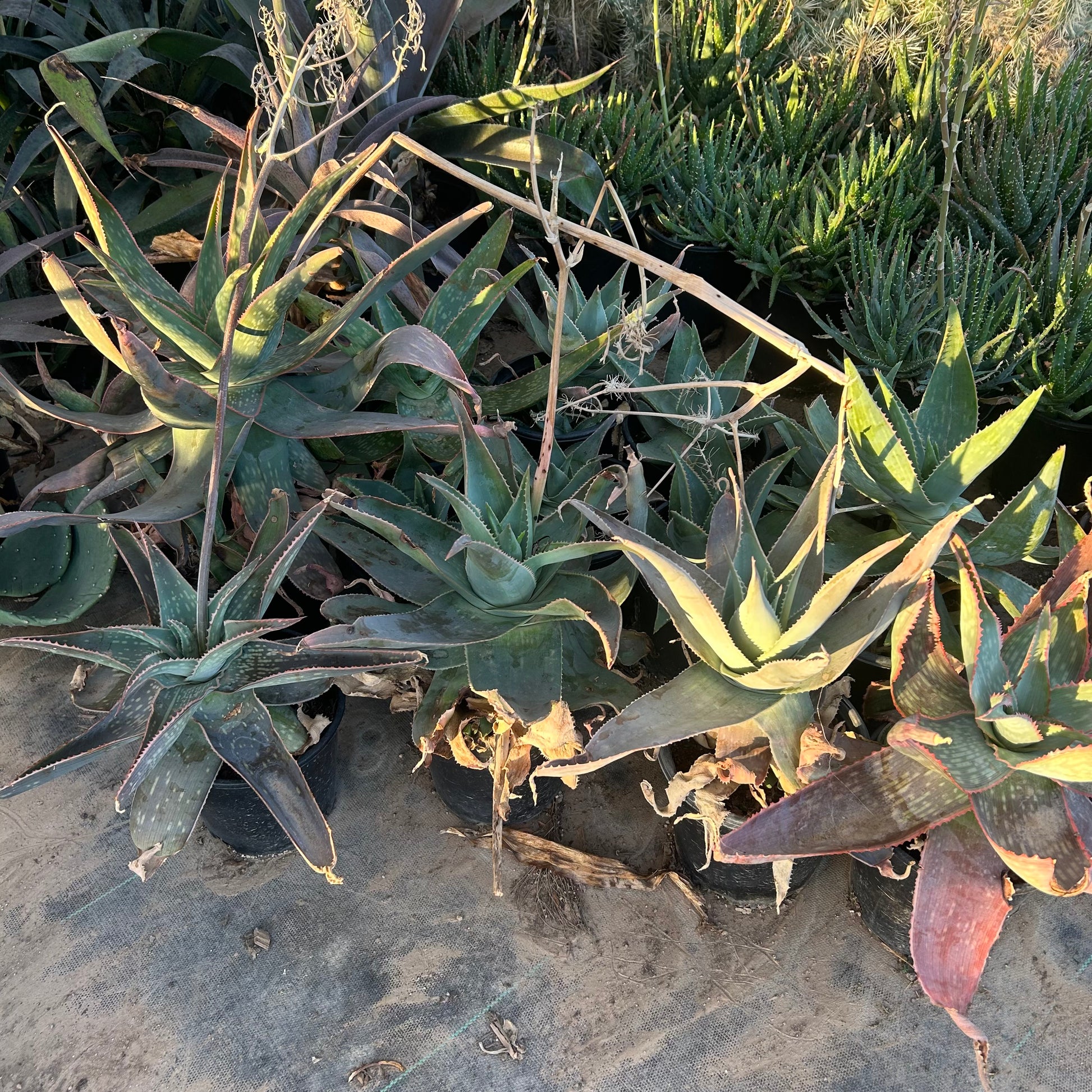 1 gallon Ghost Aloe (Aloe 'Ghost') in nursery pot — Phoenix, AZ