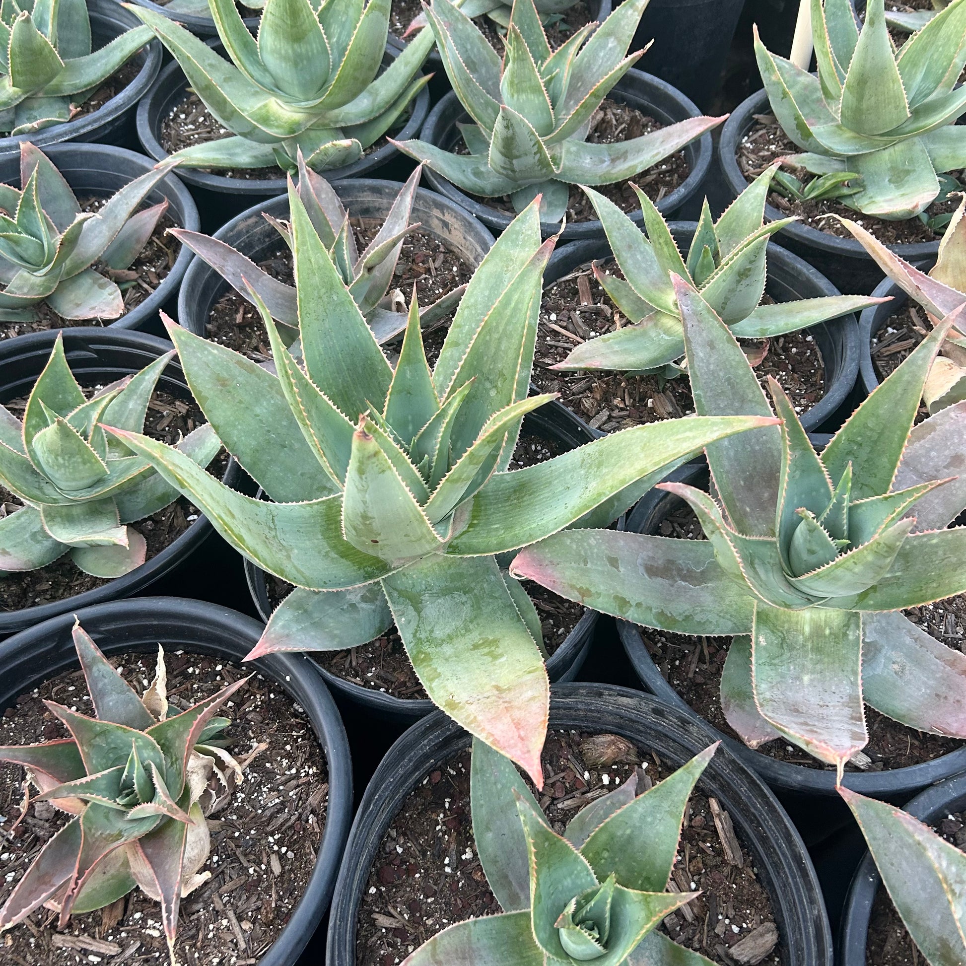 5 gallon Ghost Aloe (Aloe 'Ghost') in nursery pot — Phoenix, AZ