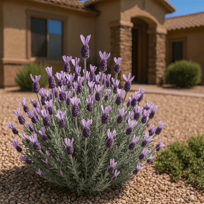 Ghostly Princess Spanish Lavender (Lavandula stoechas) with pink flower bracts — Phoenix, AZ