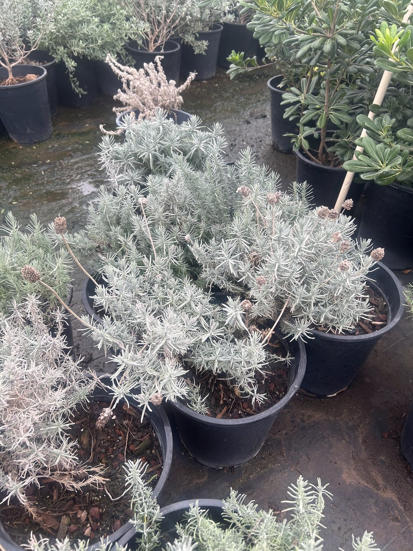 Ghostly Princess Spanish Lavender - 3/5 Gallon