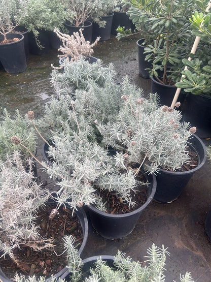 Ghostly Princess Spanish Lavender - 3/5 Gallon