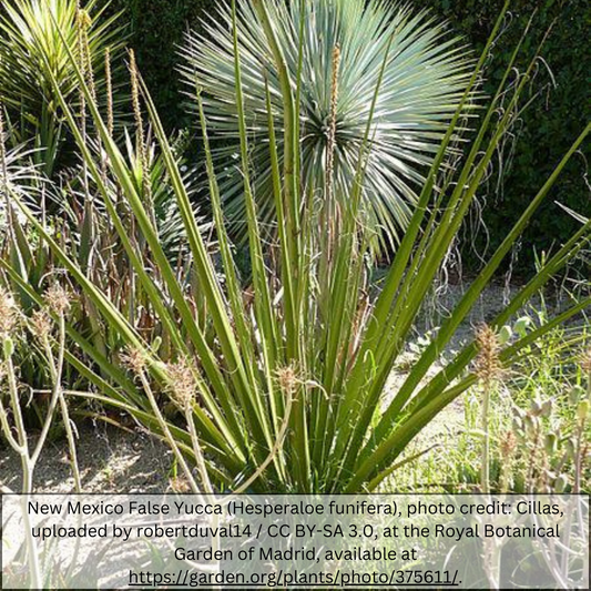 Giant Hesperaloe