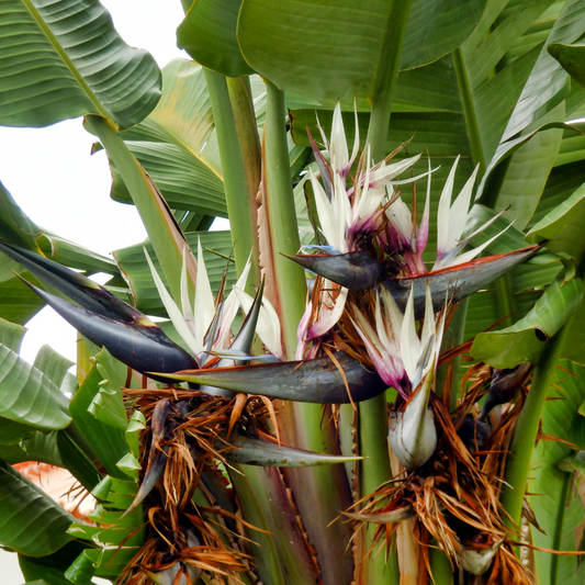 Giant Tropical Bird of Paradise