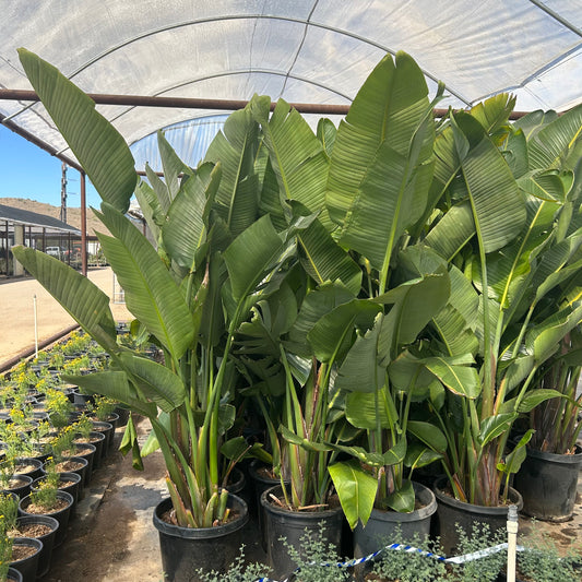 15 gallon Giant Bird of Paradise (Strelitzia nicolai) in nursery pot — Phoenix, AZ