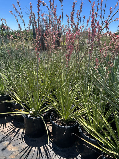 Giant Hesperaloe - 10/15 Gallon