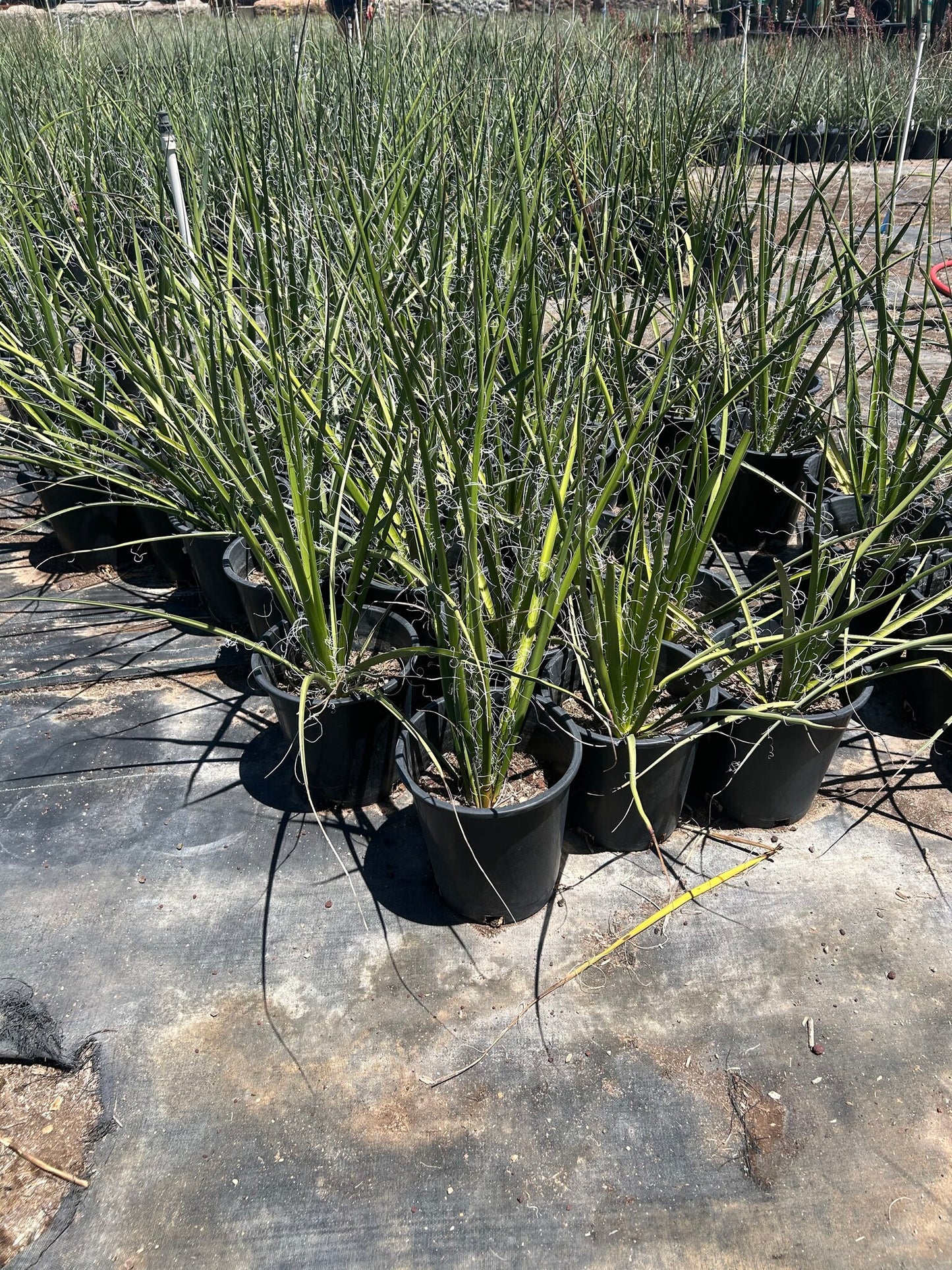 Giant Hesperaloe - 3-5 Gallon