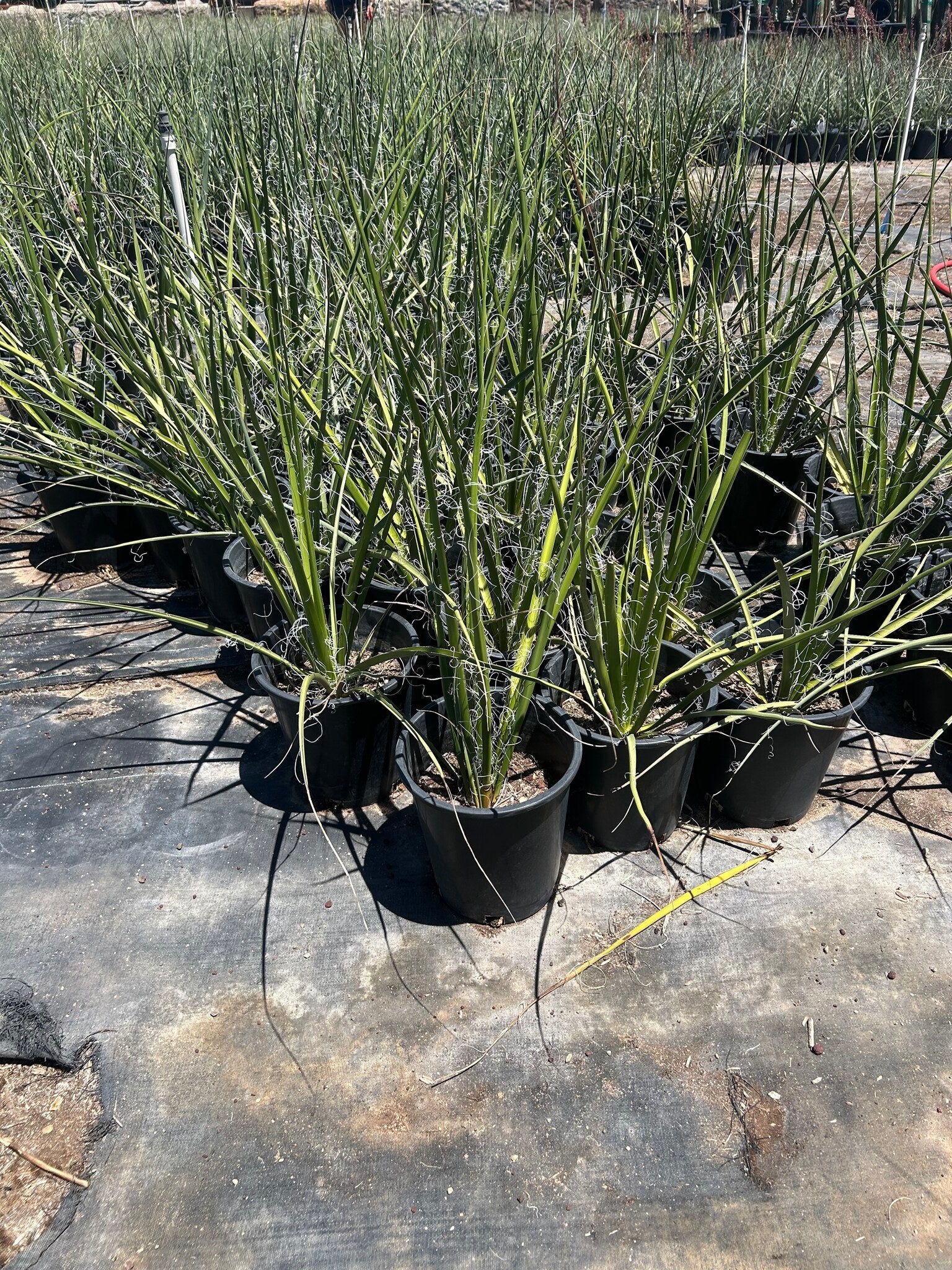 Giant Hesperaloe - 3-5 Gallon