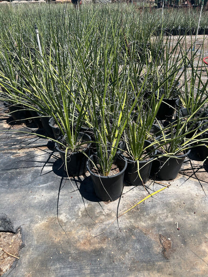 Giant Hesperaloe - 3-5 Gallon