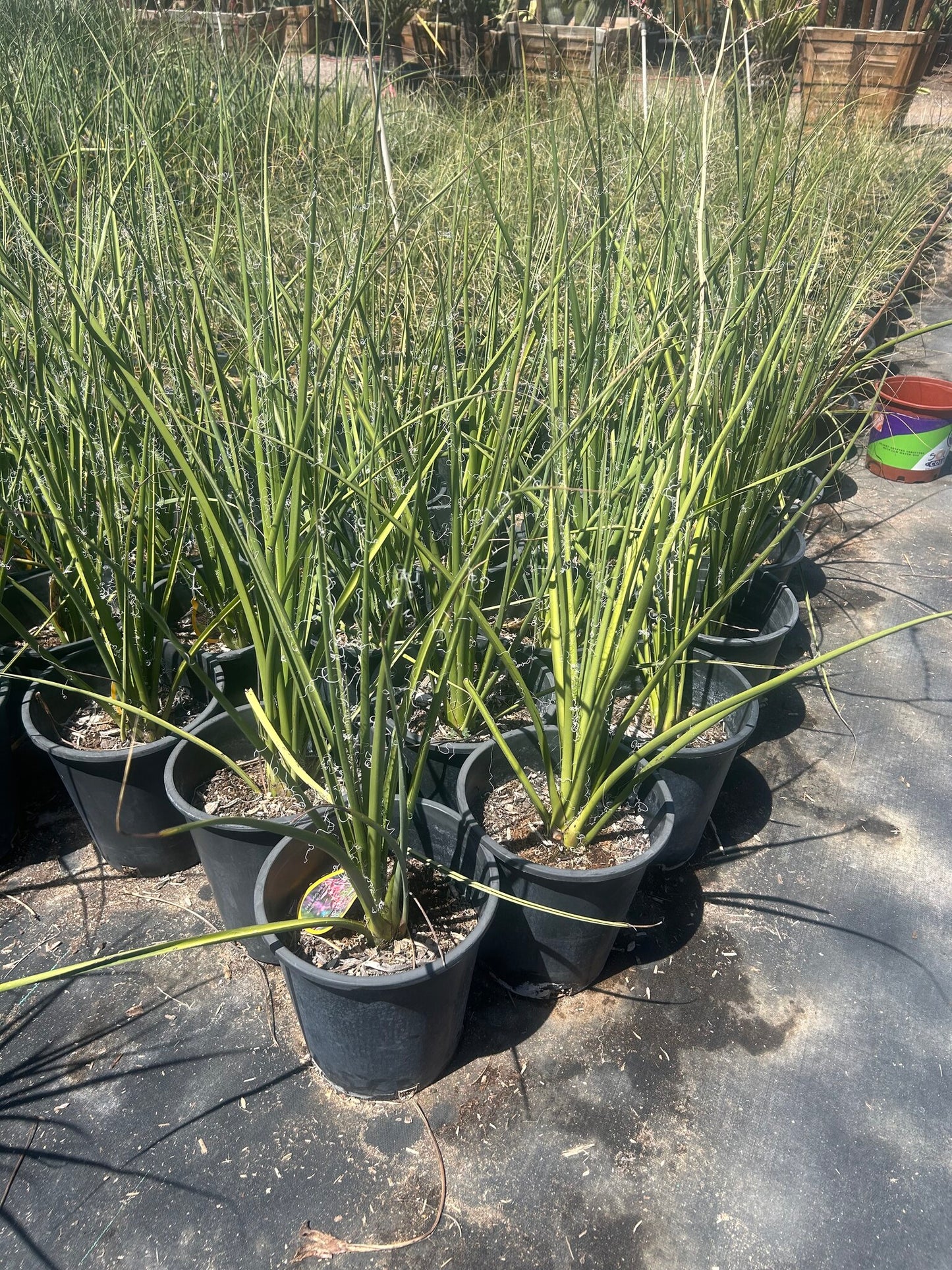 Giant Hesperaloe