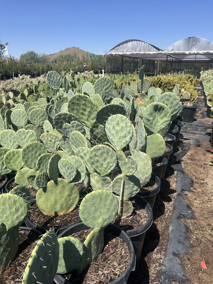 Giant Prickly Pear 10/15 Gallon