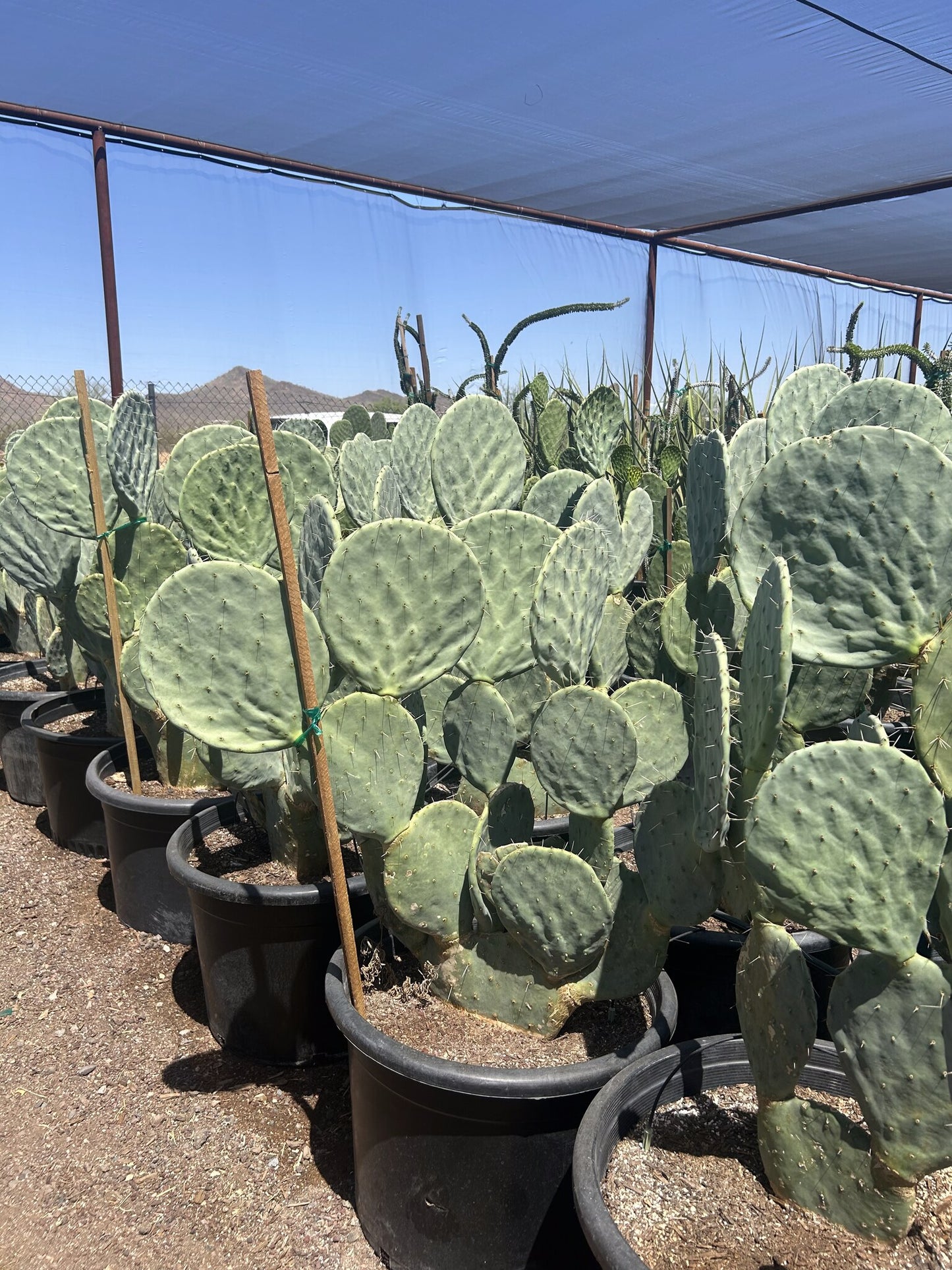 Giant Prickly Pear - 25 Gallon