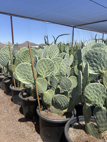 Giant Prickly Pear - 25 Gallon