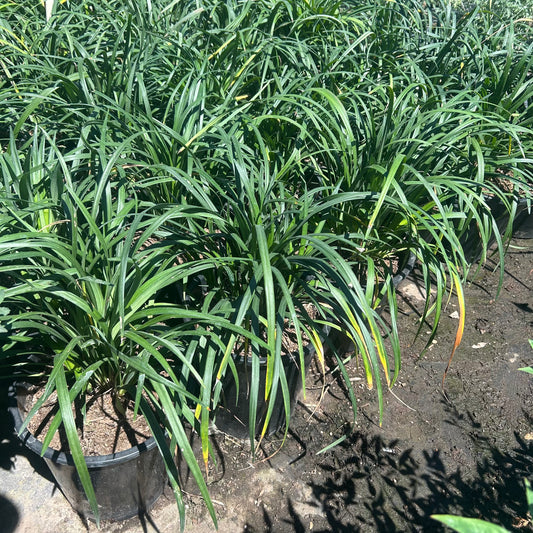 5 gallon Giant Turf Lily (Liriope muscari 'Gigantea') in nursery pot — Phoenix, AZ