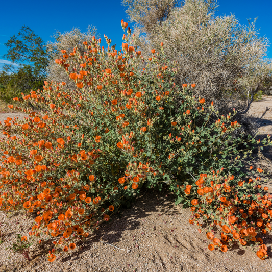 Globemallow