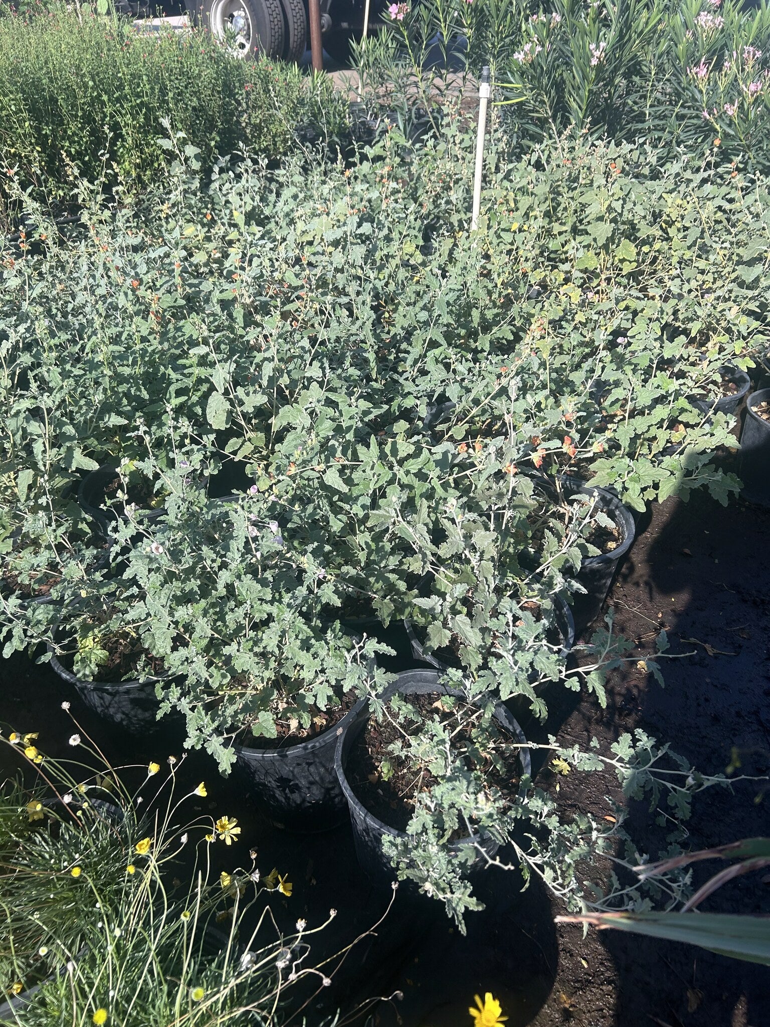 Globemallow - 3/5 Gallon