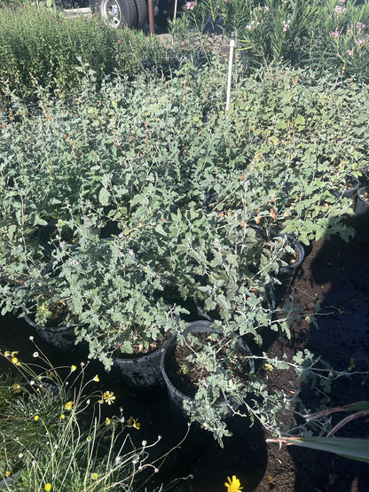 Globemallow - 3/5 Gallon