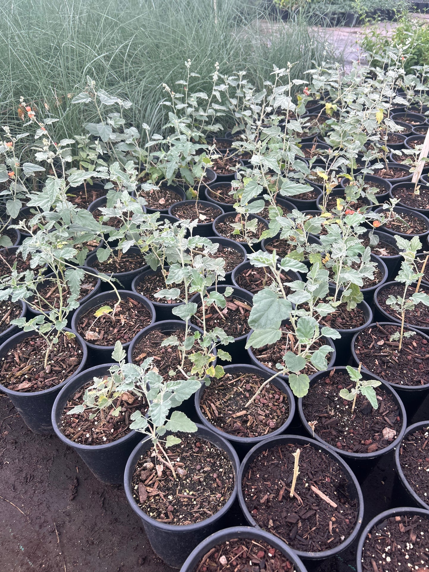 1 gallon Globemallow (Sphaeralcea ambigua) in nursery pot — Phoenix, AZ