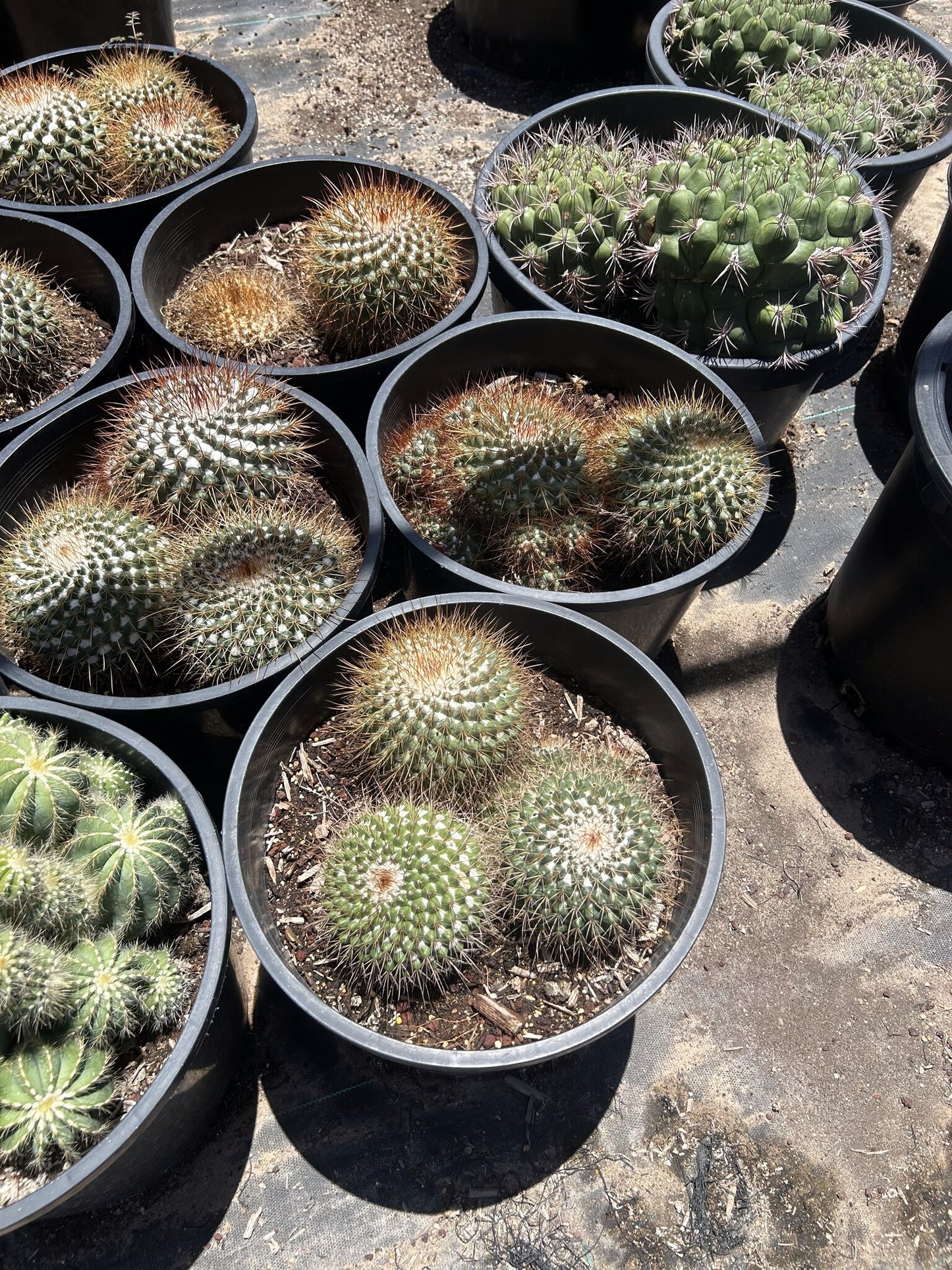 Gold - Mammillaria pringlii