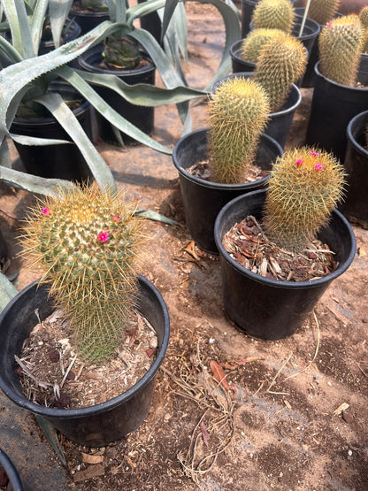 Gold - Mammillaria pringlii