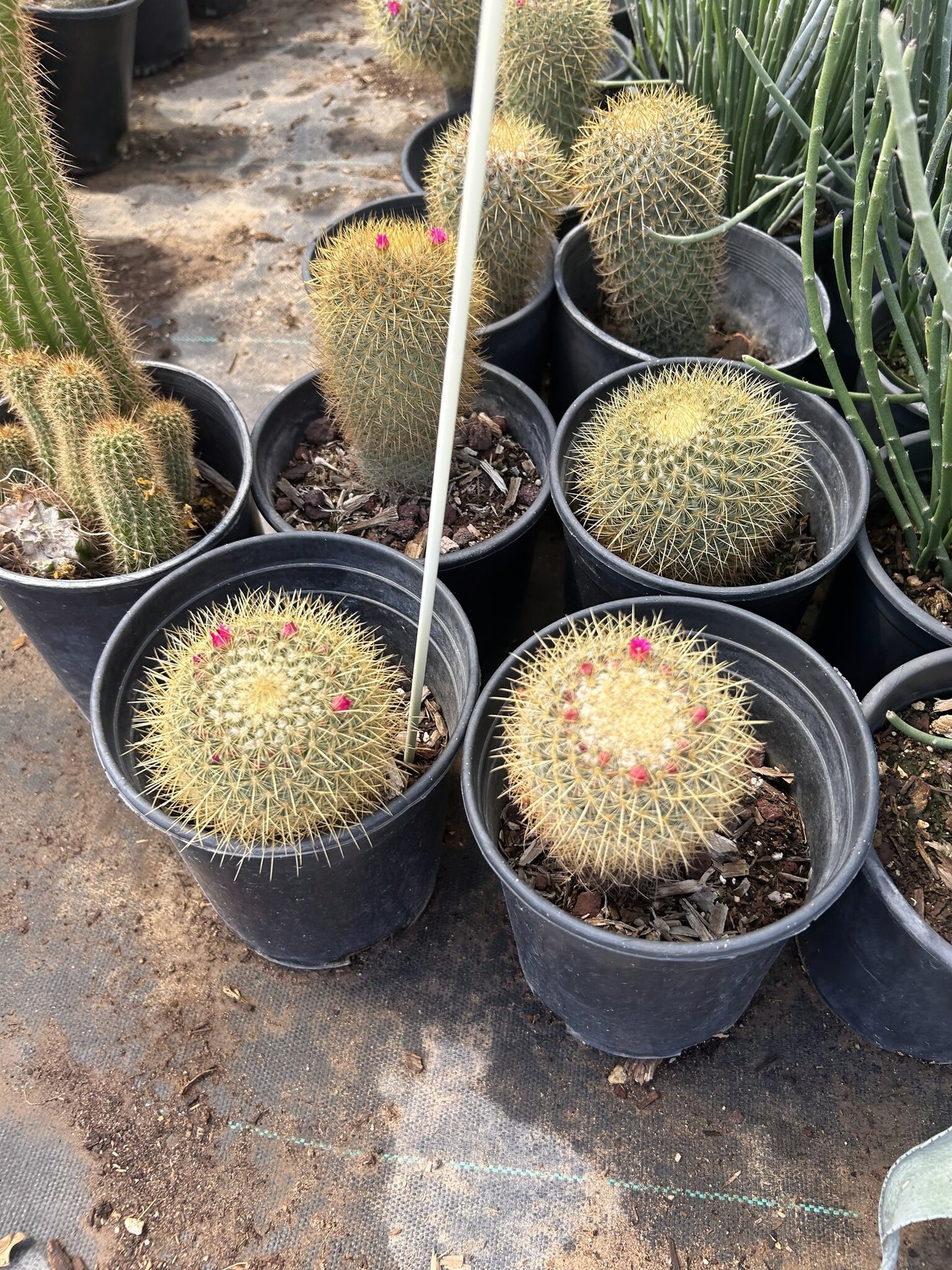 Gold - Mammillaria pringlii