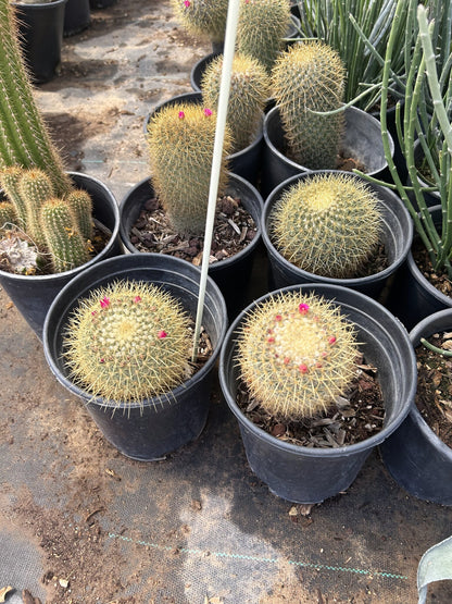 Gold - Mammillaria pringlii