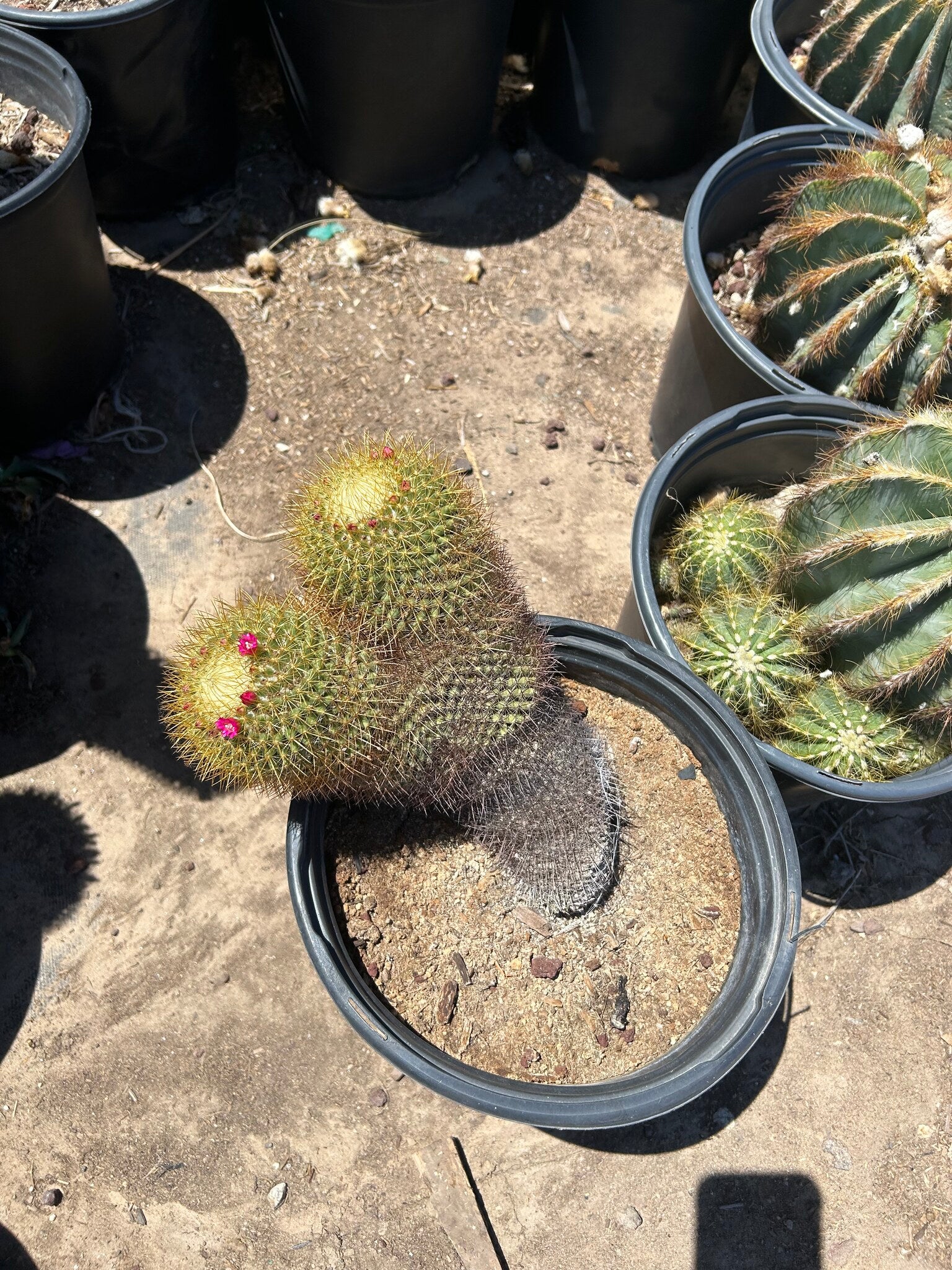 Gold - Mammillaria pringlii - 3/5 Gallon