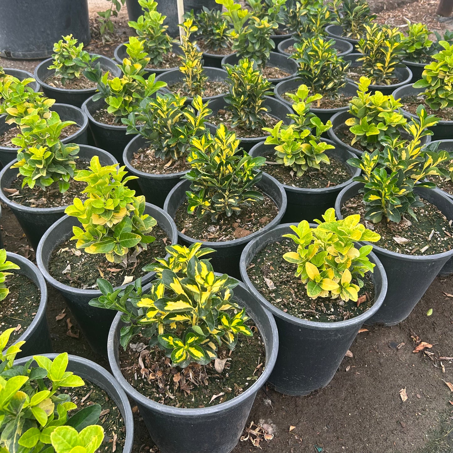 5 gallon Gold Euonymus (Euonymus japonicus 'Aureo-marginatus') in nursery pot — Phoenix, AZ