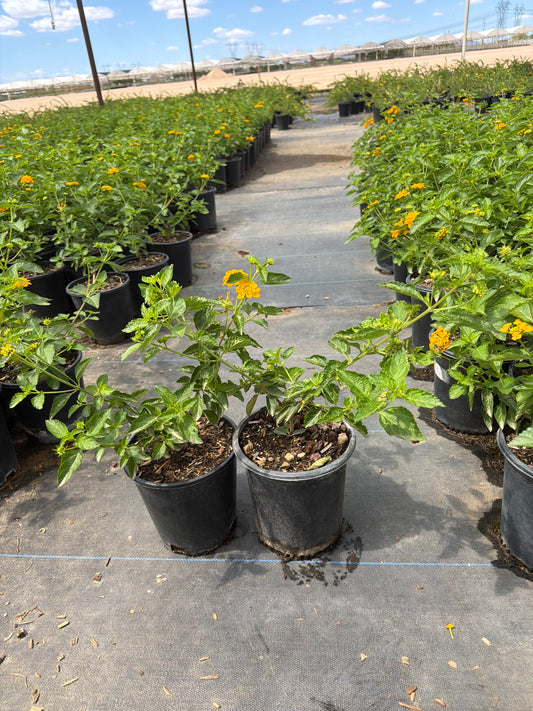 1 gallon Gold Lantana (Lantana camara 'Gold') in nursery pot — Phoenix, AZ