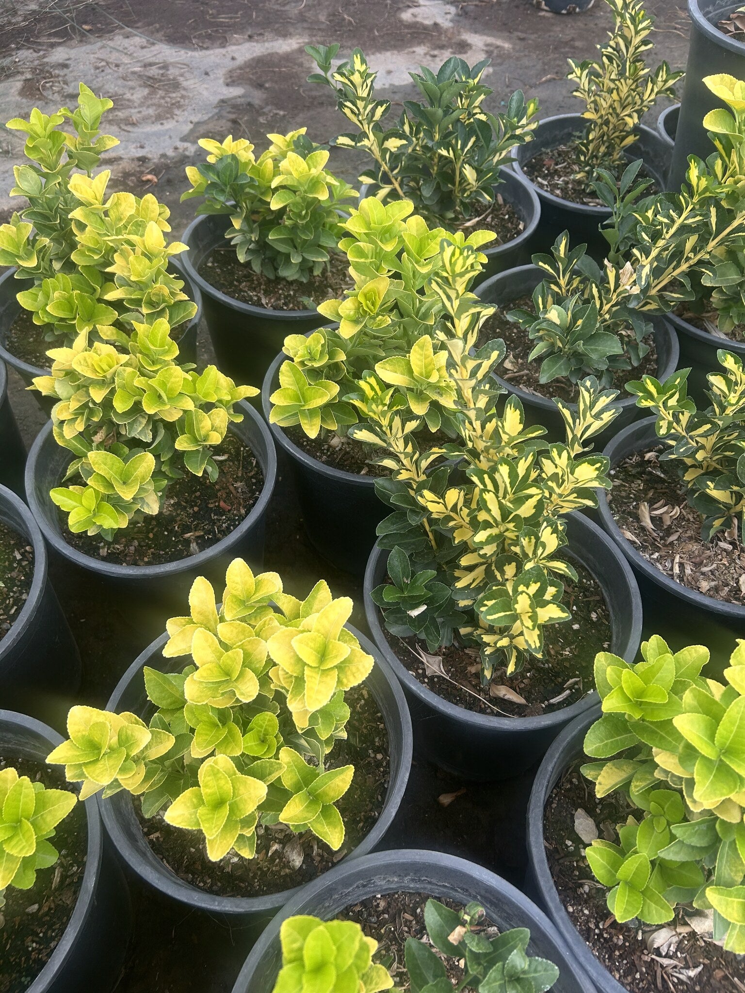 Gold Spot Euonymus - 3/5 Gallon