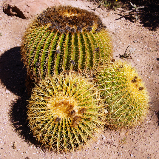 Golden Barrel Clusters