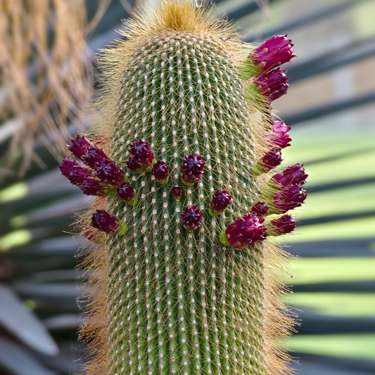 Golden Saguaro