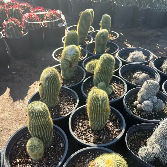 5 gallon Golden Ball Cactus (Notocactus leninghausii) with golden spines in nursery pots — Phoenix, AZ