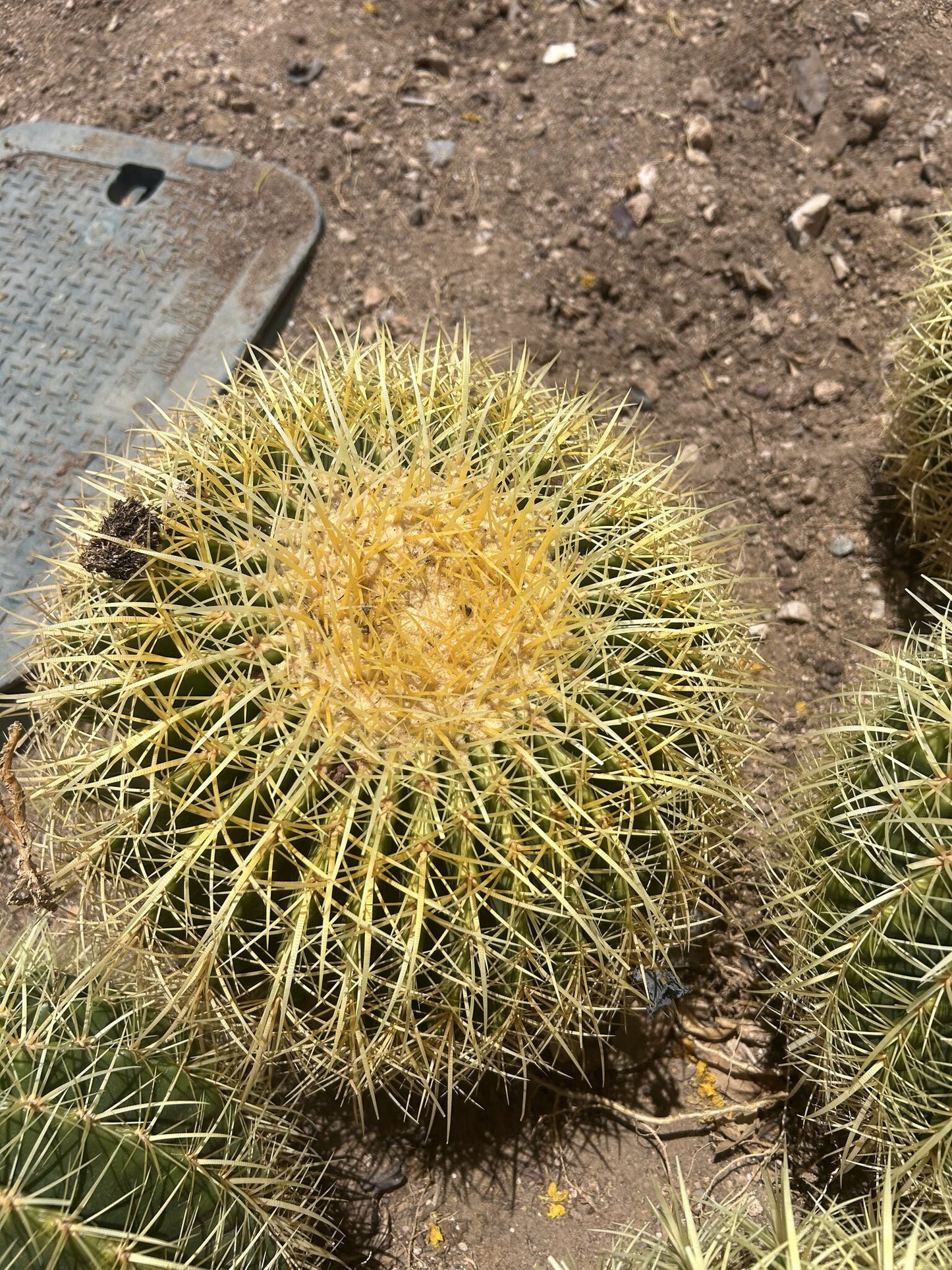 Golden Barrel - Bareroot 14" Bareroot