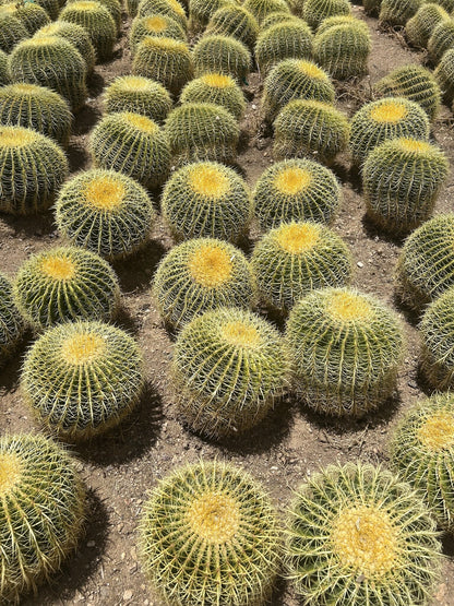 Golden Barrel - Bareroot 16" Bareroot