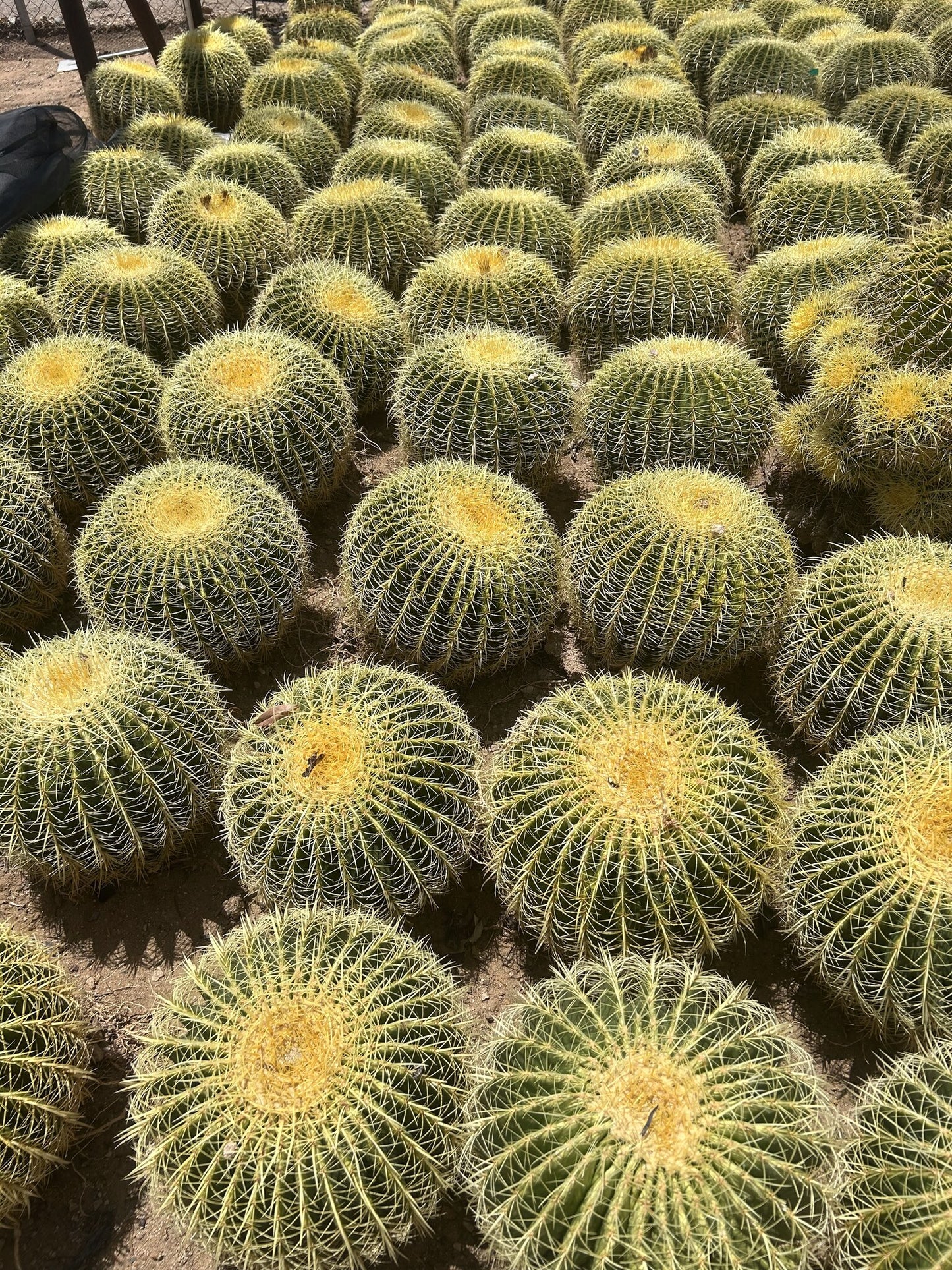 Golden Barrel - Bareroot 18" Bareroot