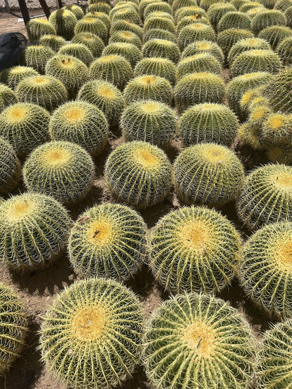 Golden Barrel - Bareroot 18" Bareroot